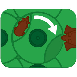 Parc’ours en forêt, Smart Games